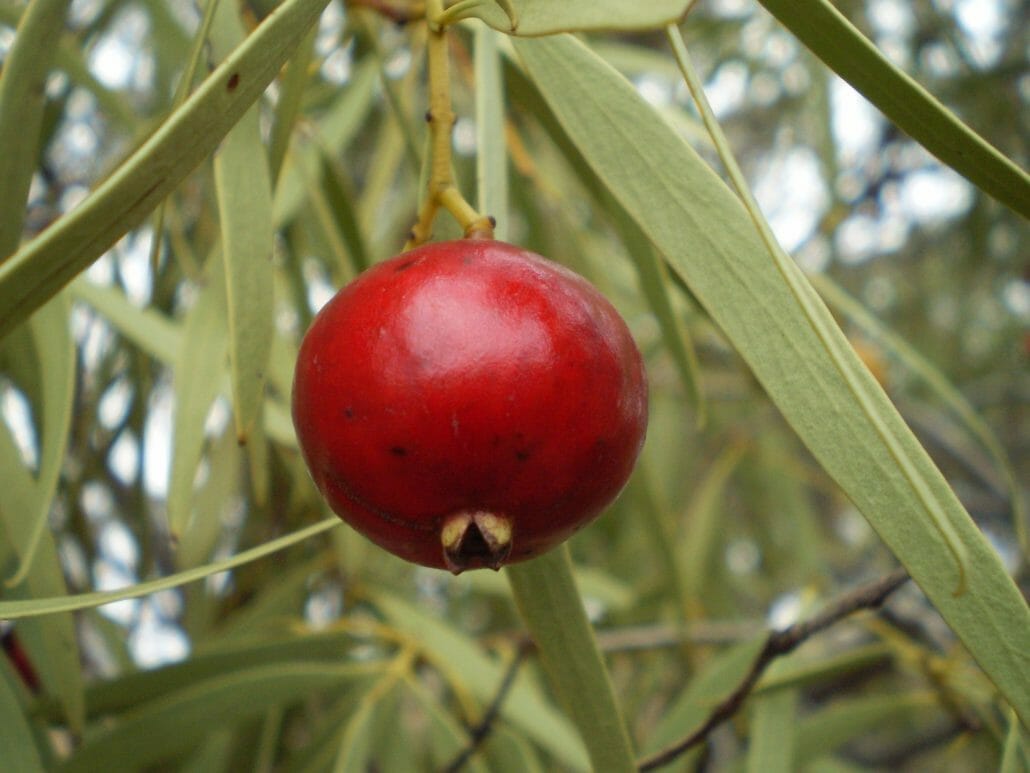 Fruits That Start With Q