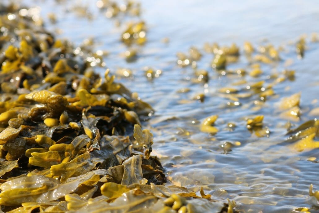 Health Benefits Of Seaweed