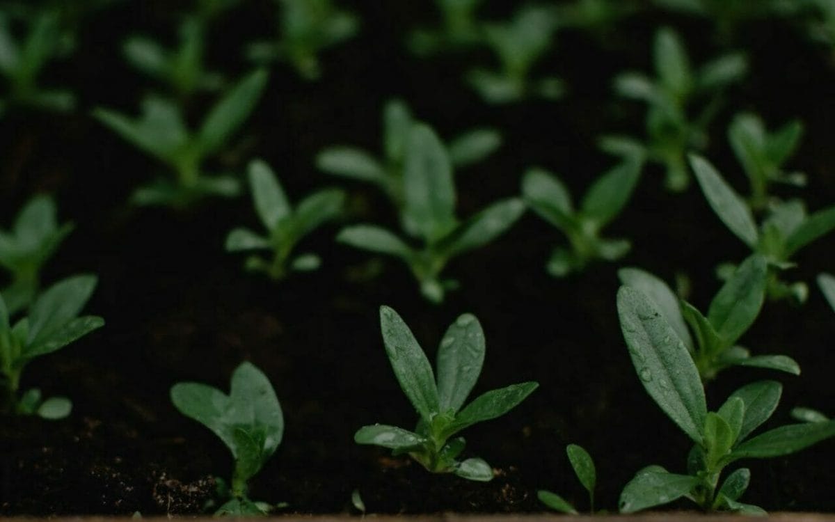 How To Care For Lavender Seedlings