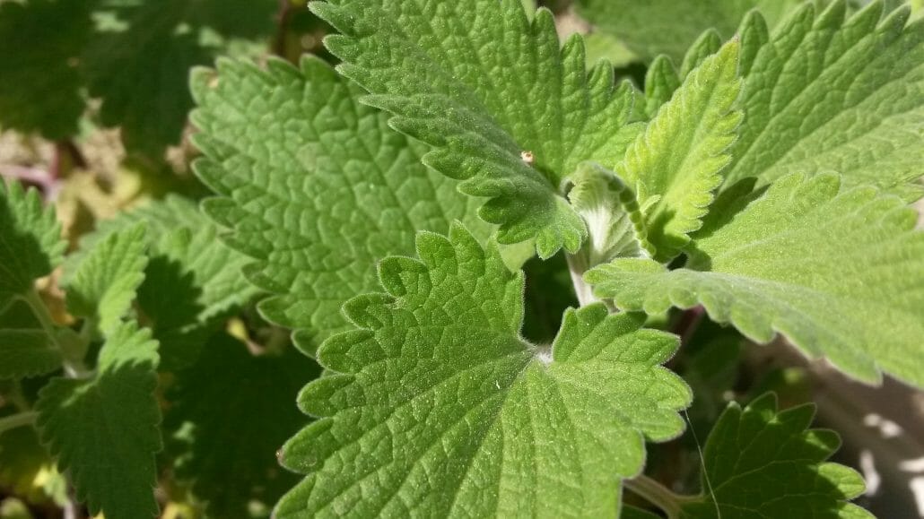 How To Grow Catnip From Seed?