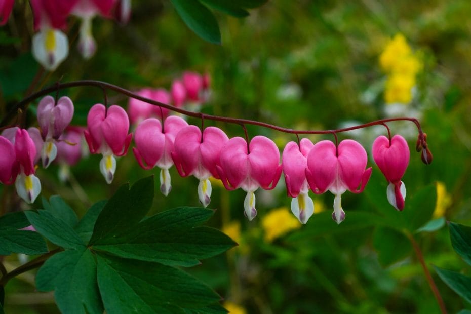 How To Plant Bleeding Heart Seeds?