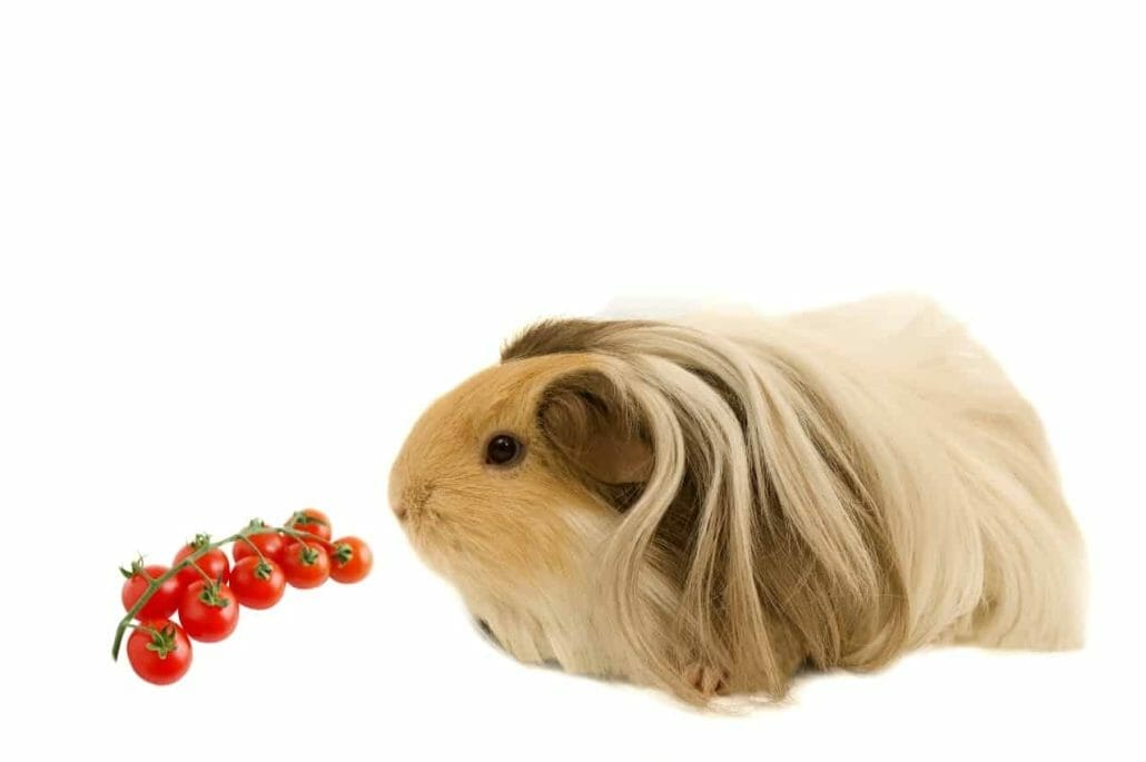 Is It Safe For Guinea Pigs To Eat Cherry Tomatoes?