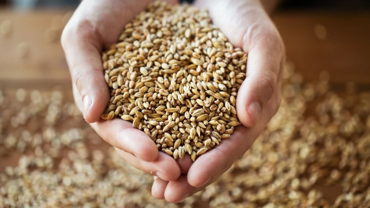 Is Malt Flavoring Gluten Free? Find Out Here!