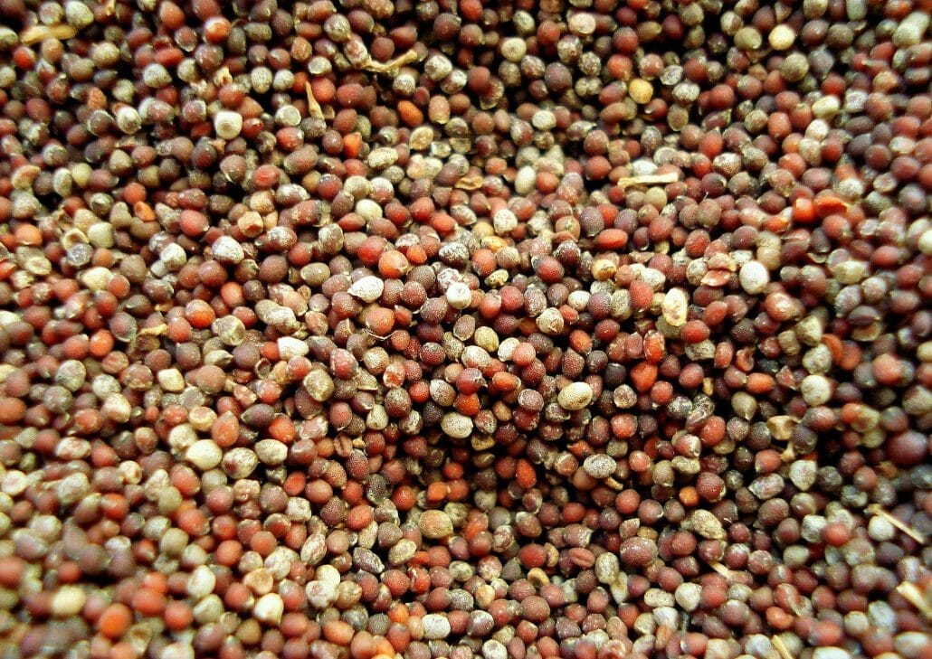 Is Mustard Vegan?