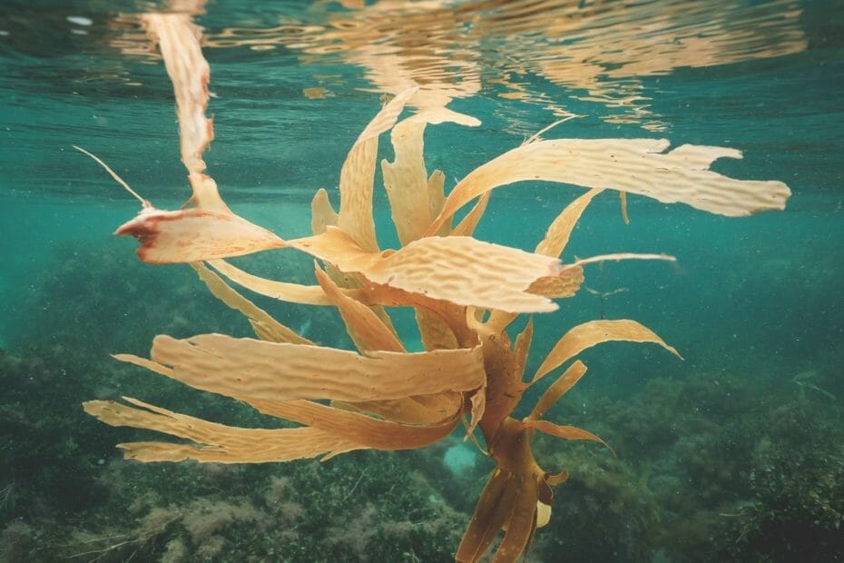Is Seaweed Vegan? Find Out Here!