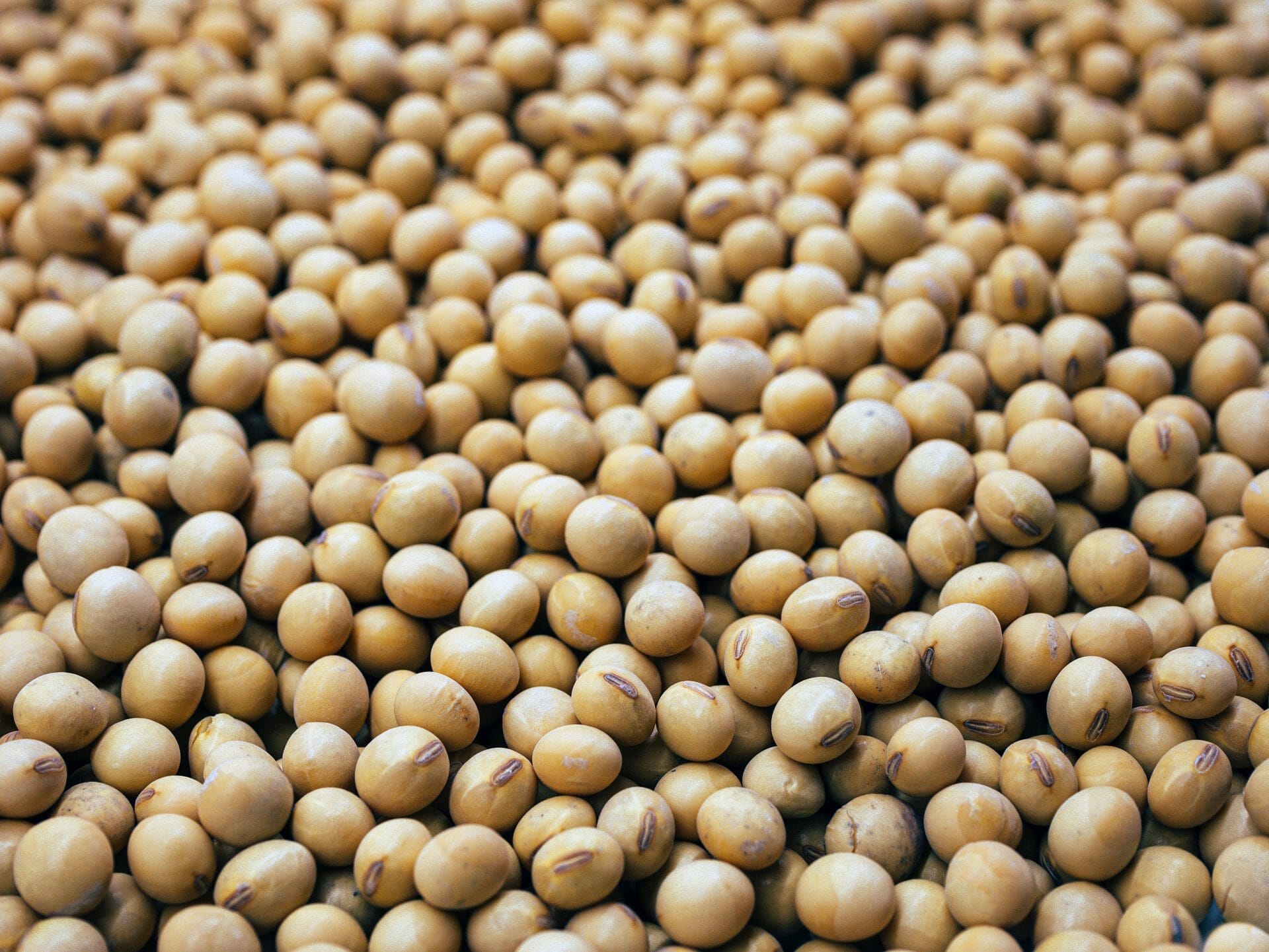 Is soy lecithin vegan find out here 