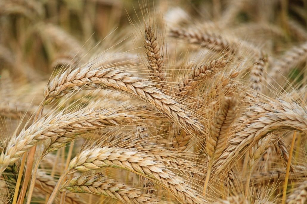 Is Wheat Used In Bud Light Beer?