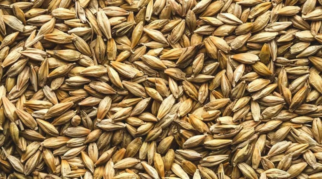 Is Malt Gluten-free?