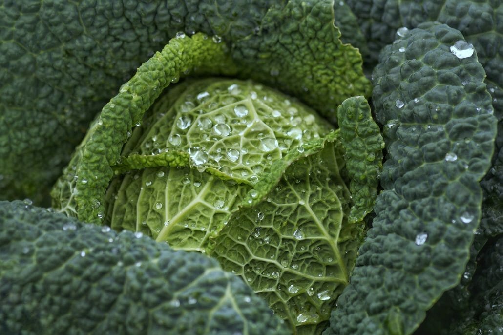 Side Effects Of Eating Cabbage