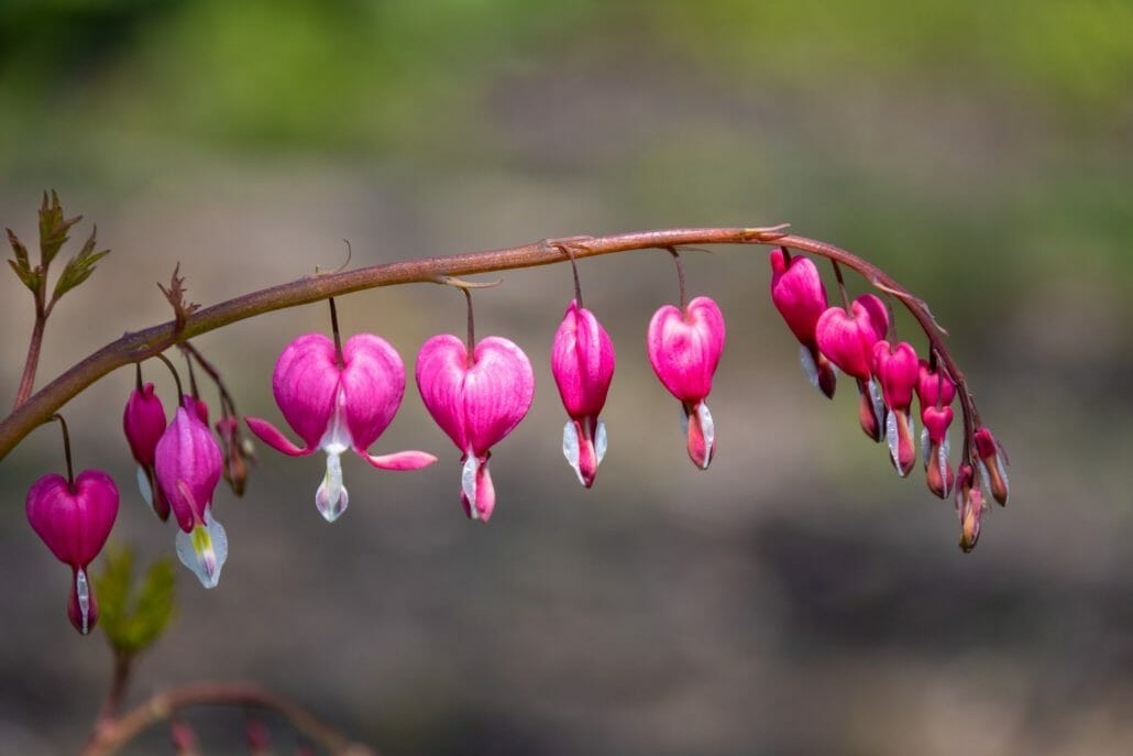 How To Plant Bleeding Heart Seeds?