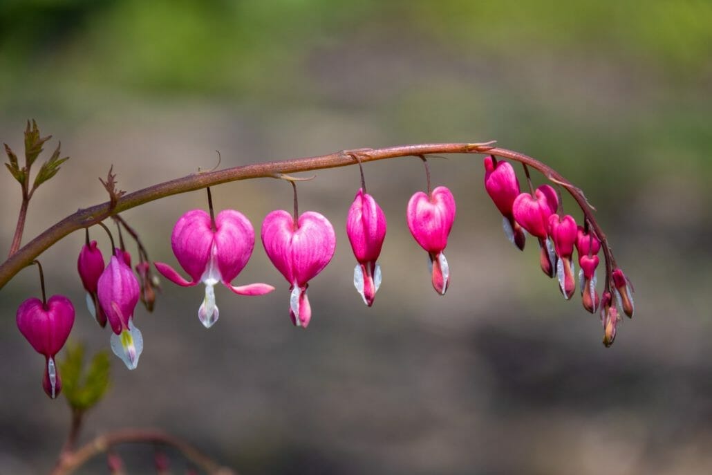 Tips For Growing Bleeding Heart