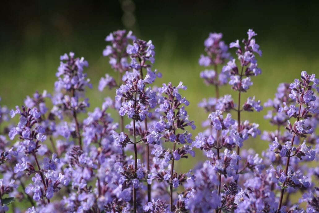 What Is A Catnip?