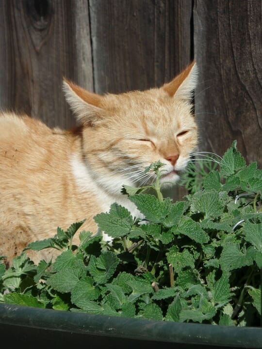 Why Do Cats Love Catnip So Much?