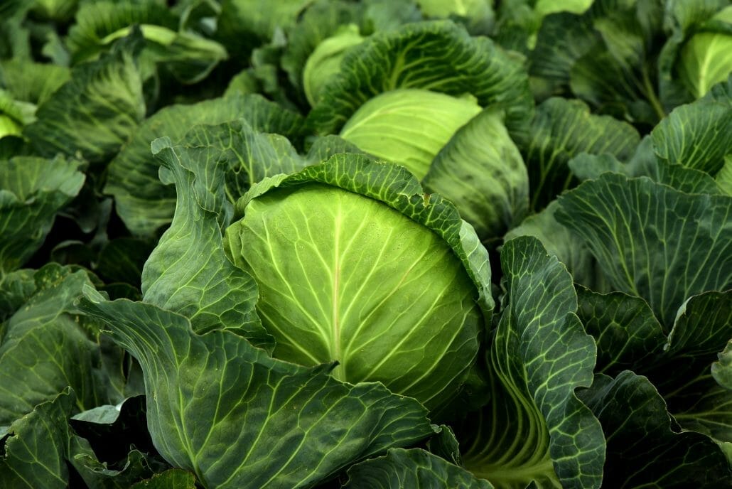 Why Is Cabbage A Vegetable?
