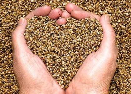 Hemp heart seeds