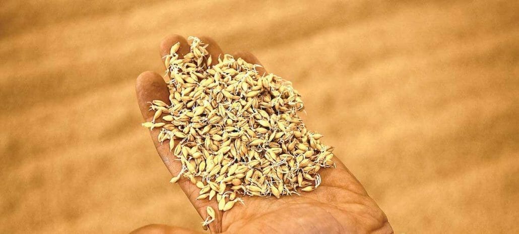 Is Malted Barley Gluten-Free?