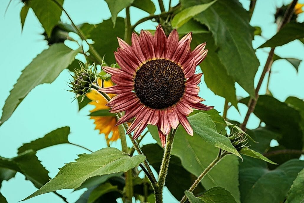Types of sunflowers