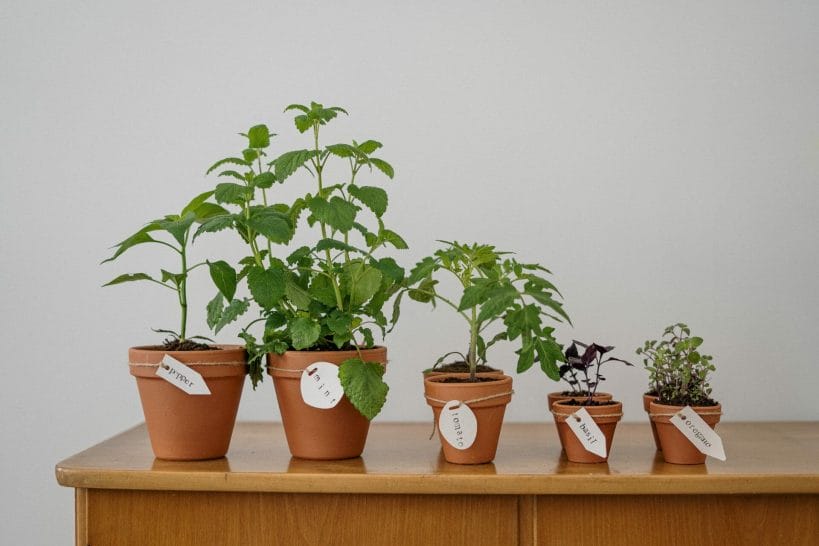 Types Of Mint Plants