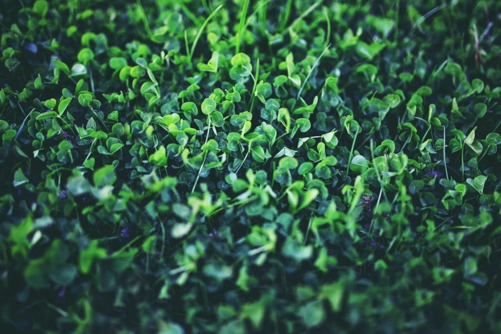 What Is The Best Way To Plant Clover?