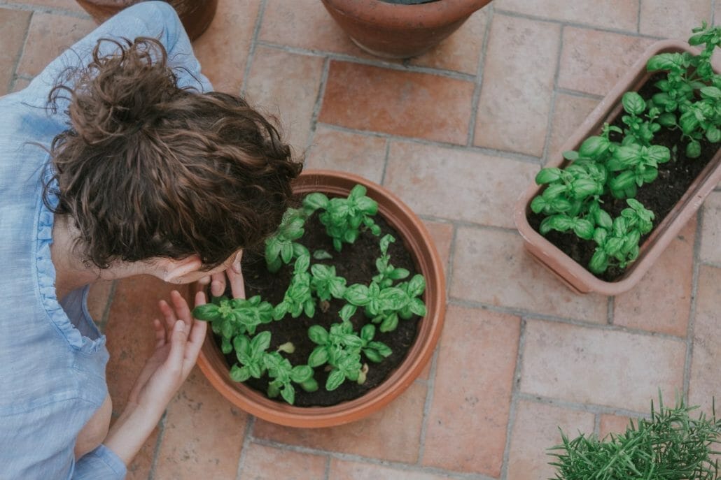 How to Care for Mint?