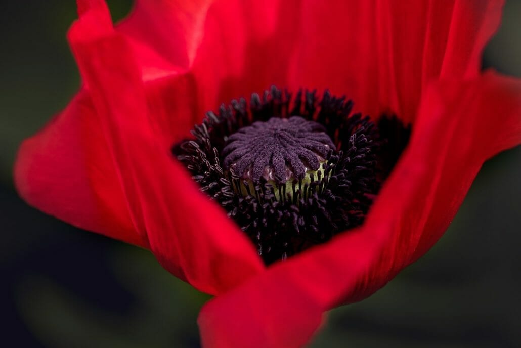 Poppy seeds